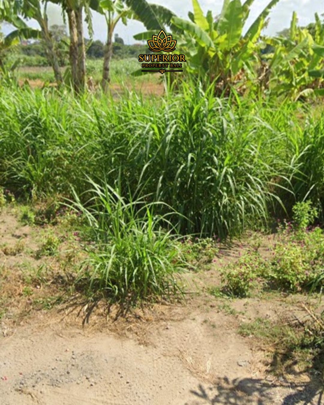 PREMIUM LAND FOR SALE IN THE HEART OF SANUR - Image 3