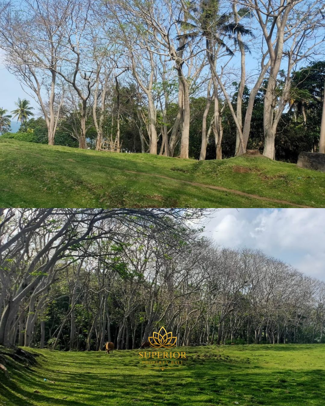 PRIME FREEHOLD LAND SOKA BEACH TABANAN - Image 5