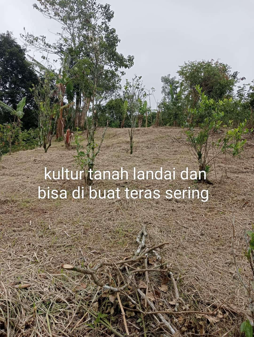 Land for lease in Kintamani - Image 6