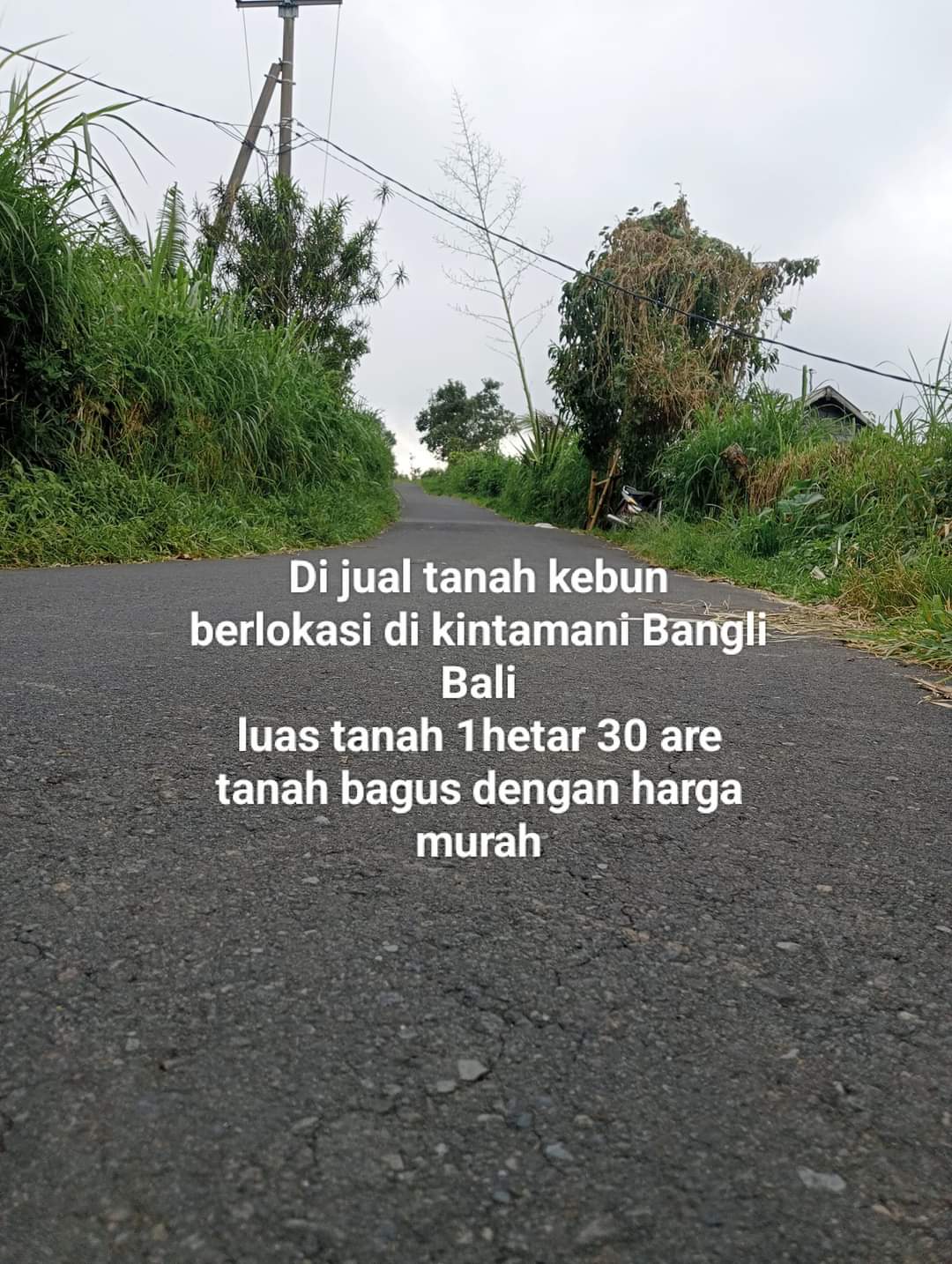 Land for lease in Kintamani - Image 8