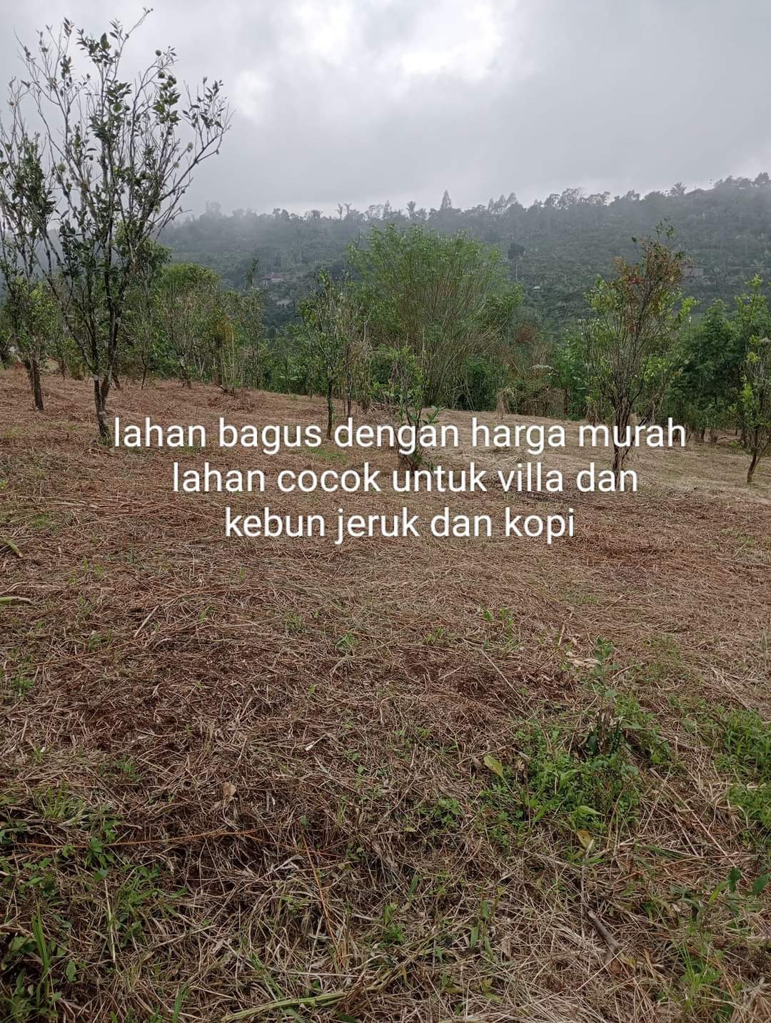 Land for lease in Kintamani - Image 9