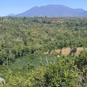 Land for lease in Kintamani