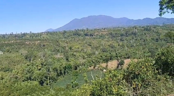 Land for lease in Kintamani - Image 4